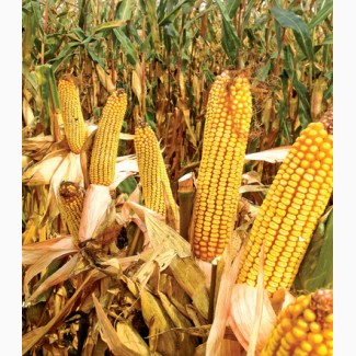 Гібрид кукурудзи МТ261(Dow Seeds)