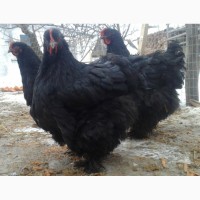 Кохинхин чорный, куры инкубационные яйца
