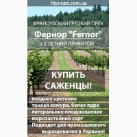 Французский Грецкий орех ФЕРНОР Fernor 2-х летний, привитой