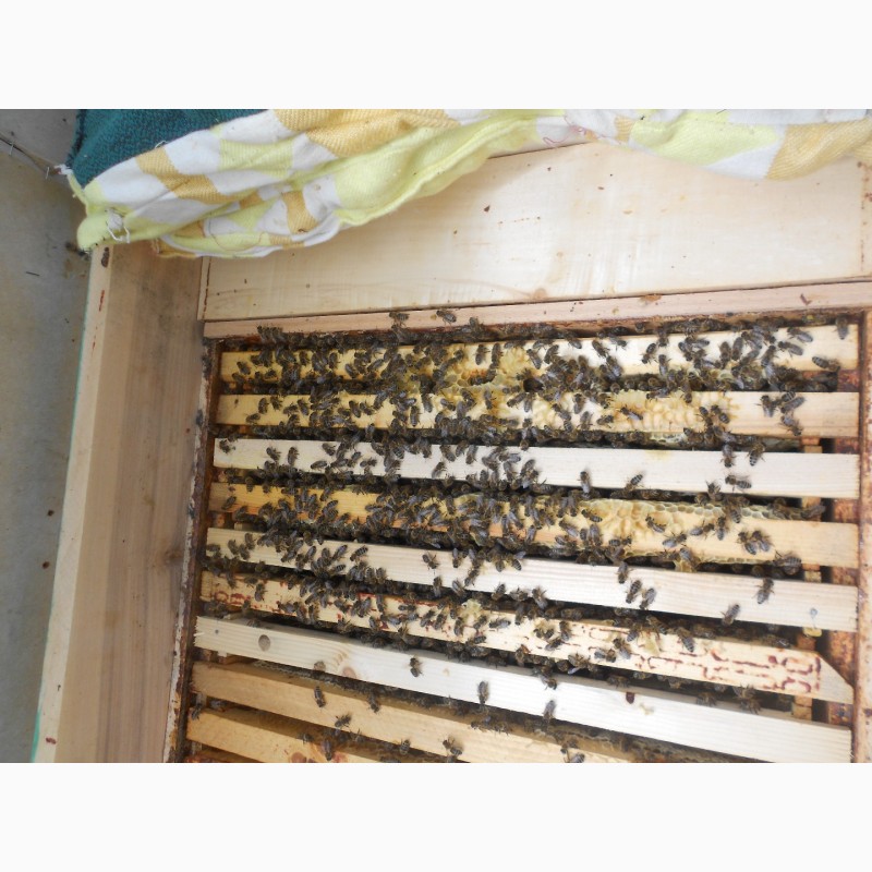 Фото 2. Продам бджолопакети карпатки