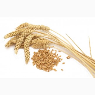 Продам зерно: пшениця, ячмінь, овес, з під комбайна