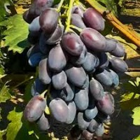 Продам виноград в больших размерах