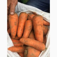 Морковь сорт Абако первый сорт
