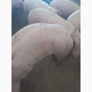 Продам свиней беконой породи 1200 голов