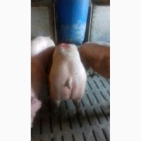 Продам свиней беконой породи 1200 голов