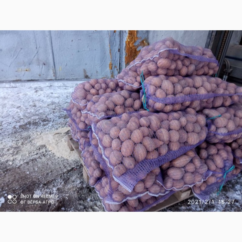 Фото 4. Продам картоф сорт Гренада после щетки шит сетка калибр