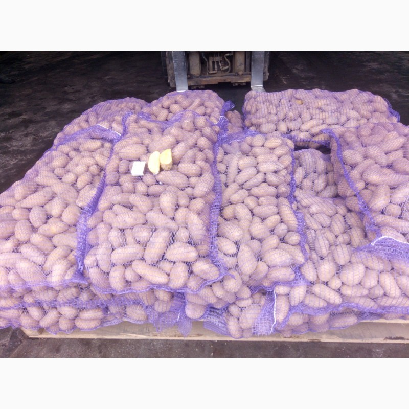 Фото 6. Продам картоф сорт Гренада после щетки шит сетка калибр