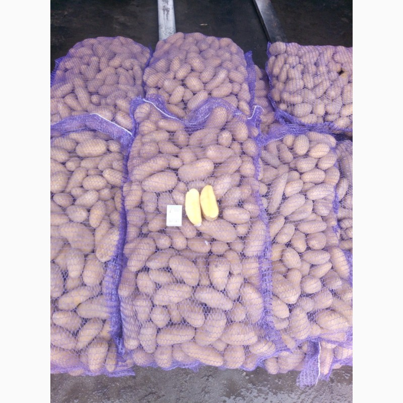 Фото 7. Продам картоф сорт Гренада после щетки шит сетка калибр