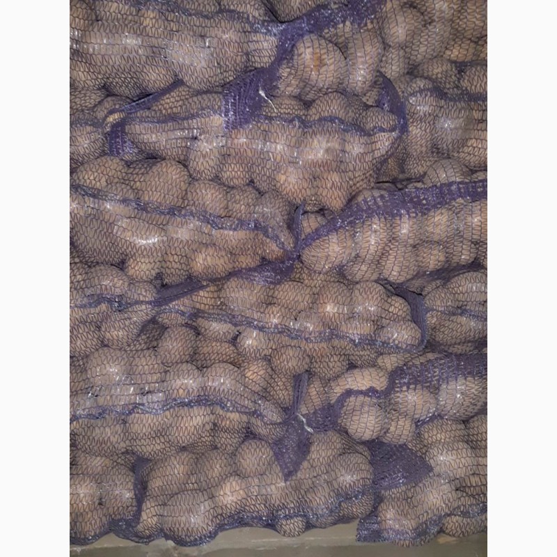 Фото 11. Продам картоф сорт Гренада после щетки шит сетка калибр
