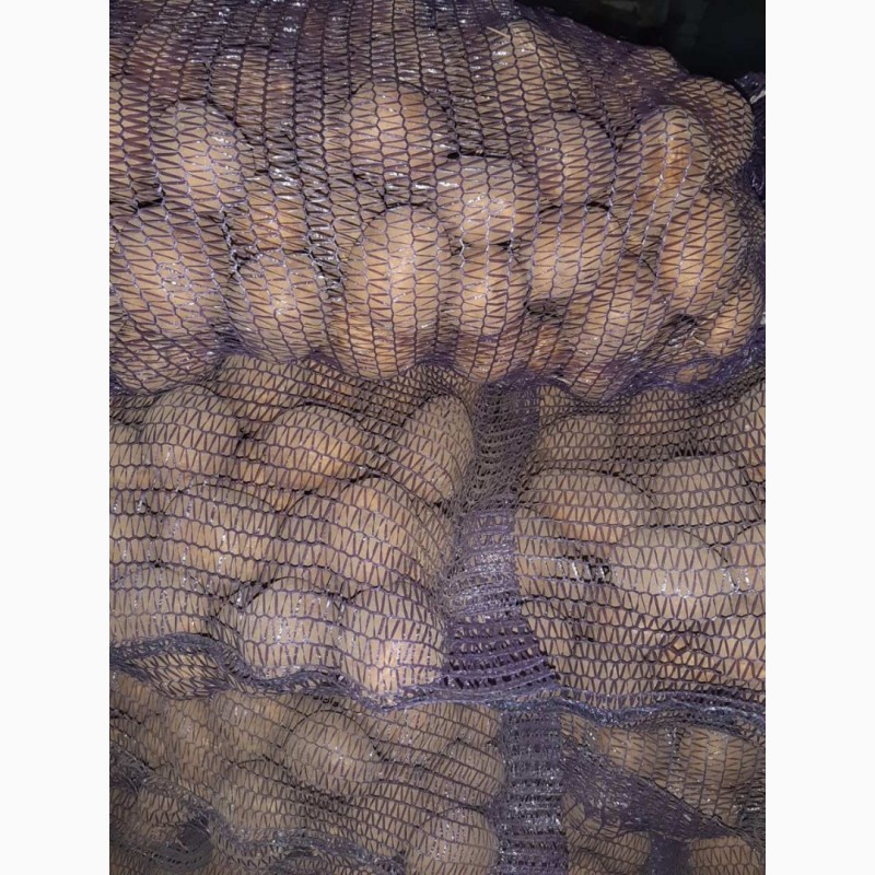 Фото 14. Продам картоф сорт Гренада после щетки шит сетка калибр