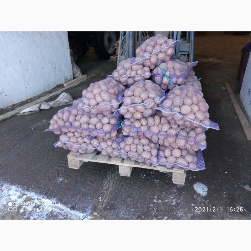 Фото 3. Продам картоф сорт Гренада после щетки шит сетка калибр