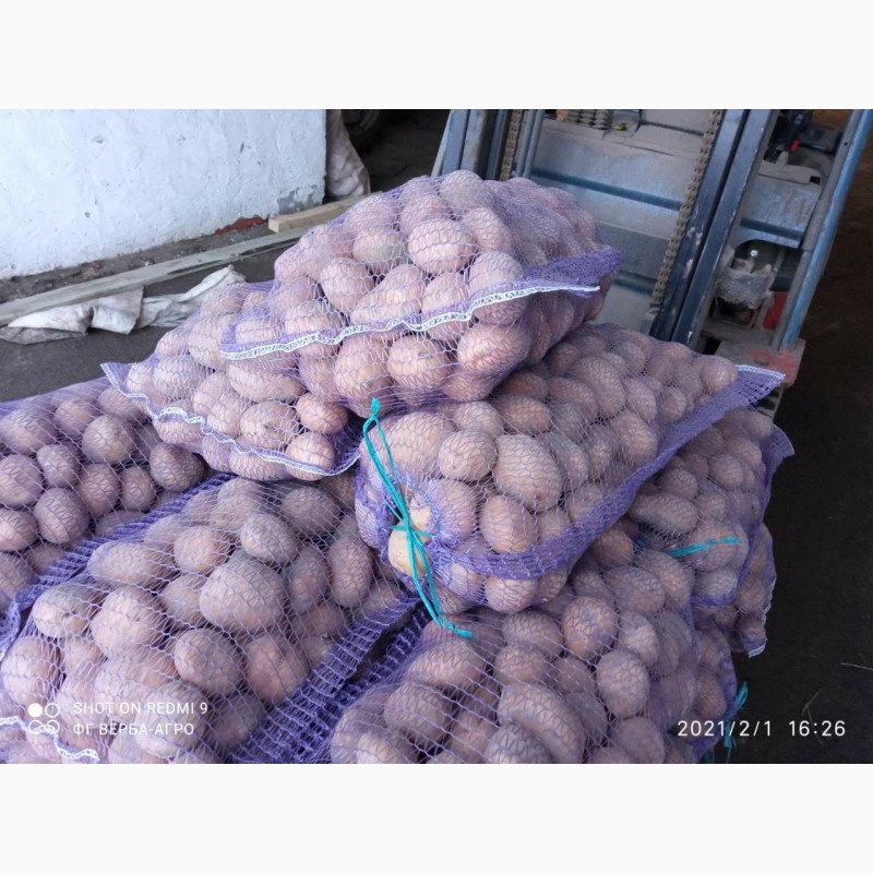 Фото 2. Продам картоф сорт Гренада после щетки шит сетка калибр