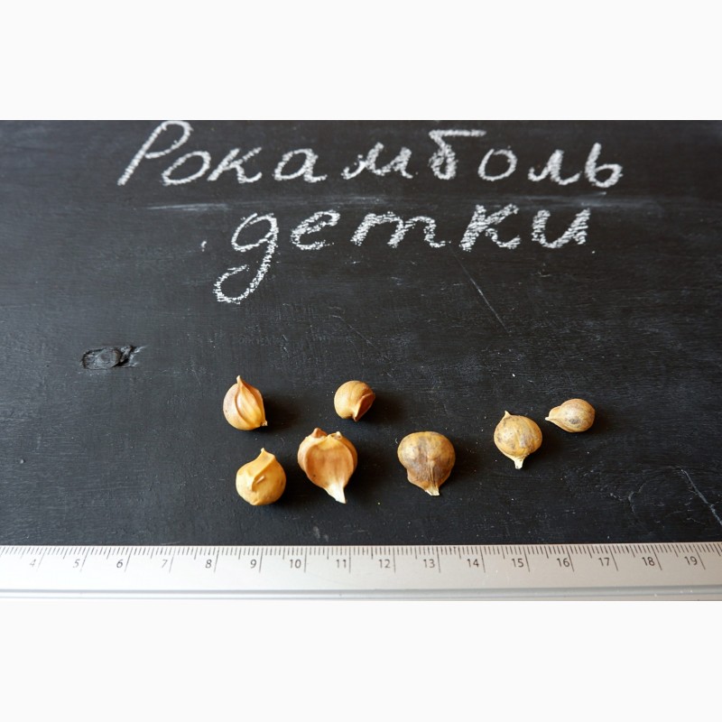 Фото 2. Рокамболь семена (детки) (20 штук) (слоновий чеснок) гигантский лук-чеснок, насіння