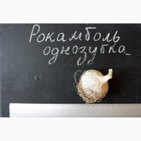 Рокамболь семена (детки) (20 штук) (слоновий чеснок) гигантский лук-чеснок, насіння