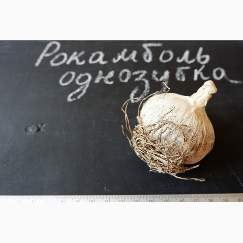 Фото 6. Рокамболь семена (детки) (20 штук) (слоновий чеснок) гигантский лук-чеснок, насіння