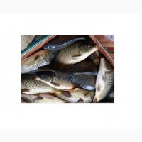 Продам живую рыбу: Сом, амур, карп, щука, толстолобик, карась