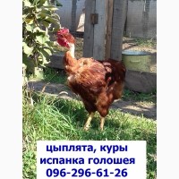 Месячные подрощенные цыплята Испанка голошея.сезон 2019г, Одесса