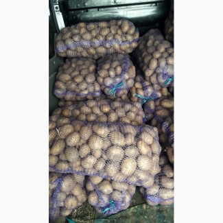 Продам товарну картоплю червоних і білих сортів