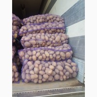 Продам товарный картофель Беларусь, белых и красных сортов