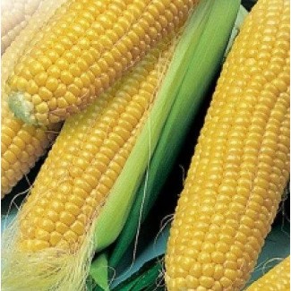 Семена кукурузы Днепровский 181 ФАО 180 высокая влагоотдача урожая 2019