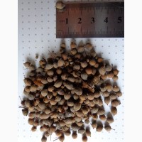 Семена Липа мелколистная (40 шт - 10 грн)