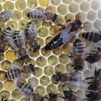Здам оптом плідні бджолині матки Карпатка порода, Вучківський тип 2020 р