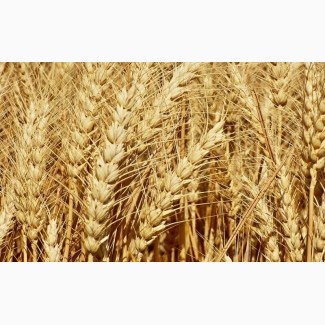 Посев.материал озимой пшеницы Северодонецкая юбилейная суперэлита Краснодарская селекция