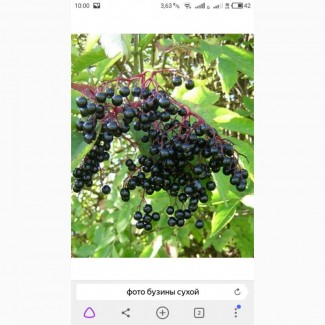 Закупаем Сухую ягоду бузины.Дорого по Украине