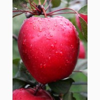 Яблуня літня красномясна Сірена (сорт 2)