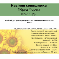 Насіння соняшника - Форест 105-110 дн. (гранстаростійкий)