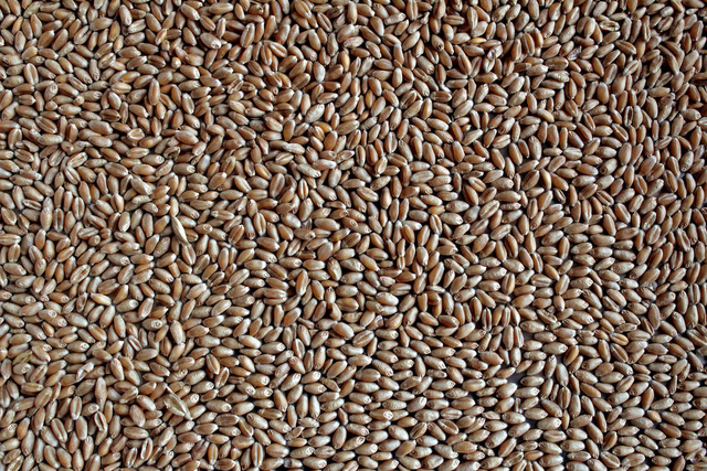 Фото 8. Зерно Пшениці Органічної для Пророщування, 1кг, сертифіковано