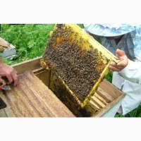 Продам бджоли, бджолопакети, порода Карпатка