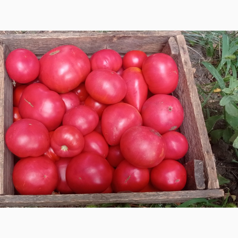 Фото 4. Помидоры и томатный сок с доставкой в Харьков