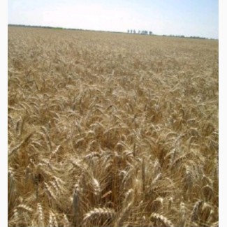 Пшеница озима м#039;яка Оптима одеська (супереліта)