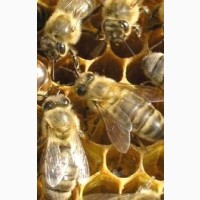 Продам бджолопакети 1100 грн