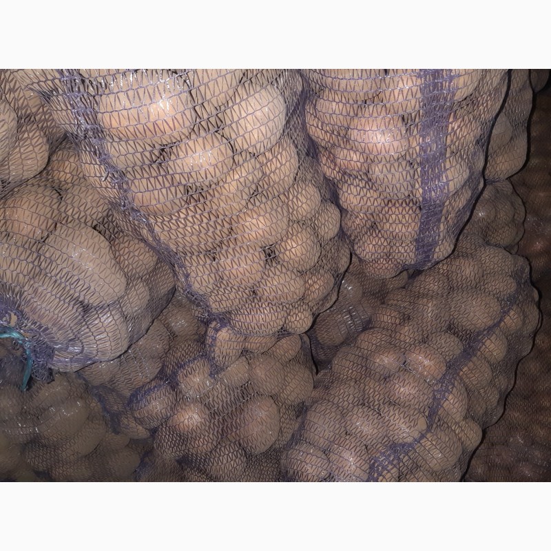 Фото 2. Продам товарну картоплю, сорту Беллароза