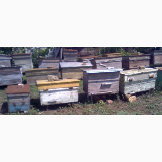Срочно продам крепкие семьи пчёл