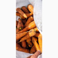 Продам морковь абако и боливар