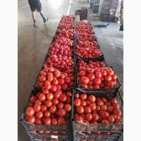 Продам помідор з поля