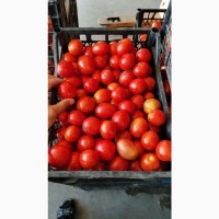 Продам помідор з поля
