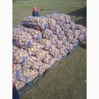 Продам картоплю сорт Беларосса и Ривьера
