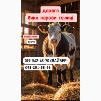 Закуповуємо ВРХ