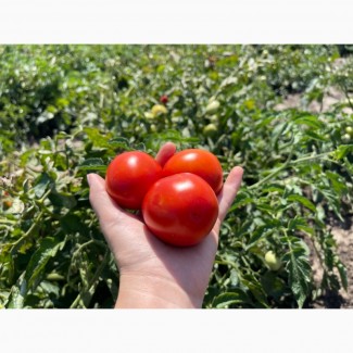 Продам помідори оптом (2024)