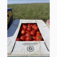 Продам помідори оптом (2024)