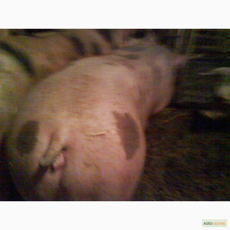 Фото 2. Продам свиноматки породи петрен