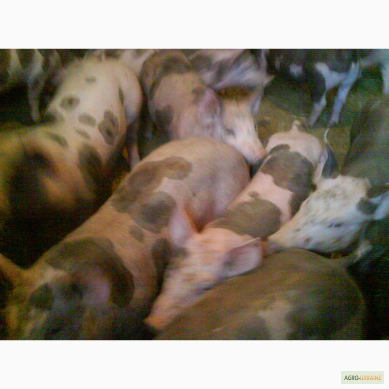Фото 3. Продам свиноматки породи петрен