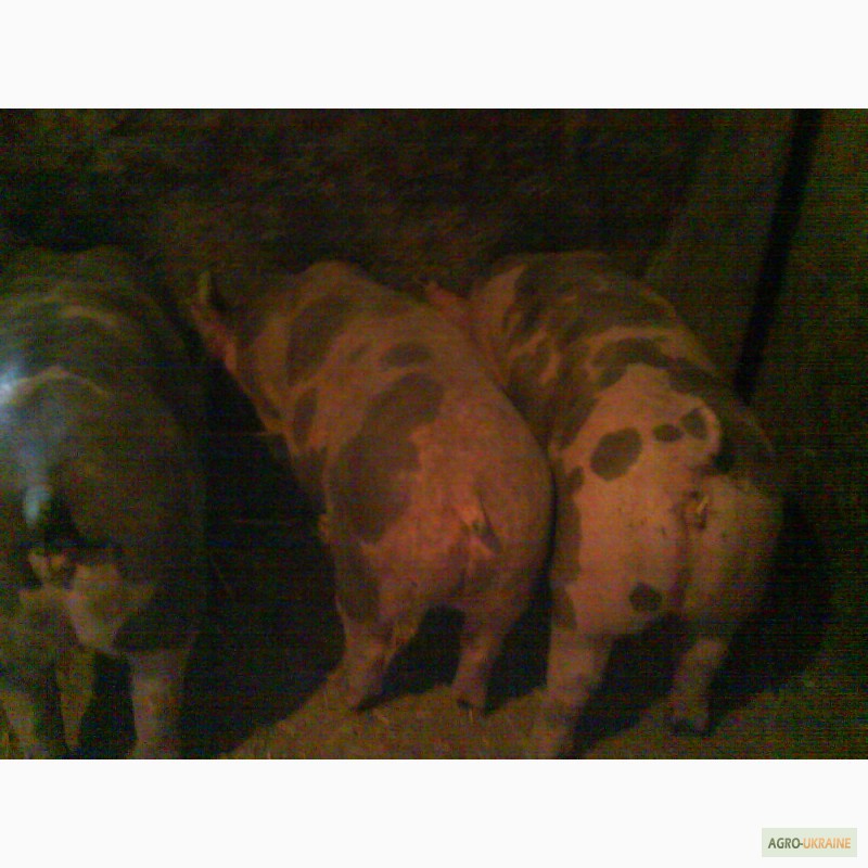 Фото 4. Продам свиноматки породи петрен