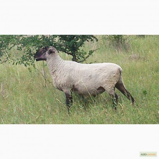 Купить шерсть овечью, овцы, барана