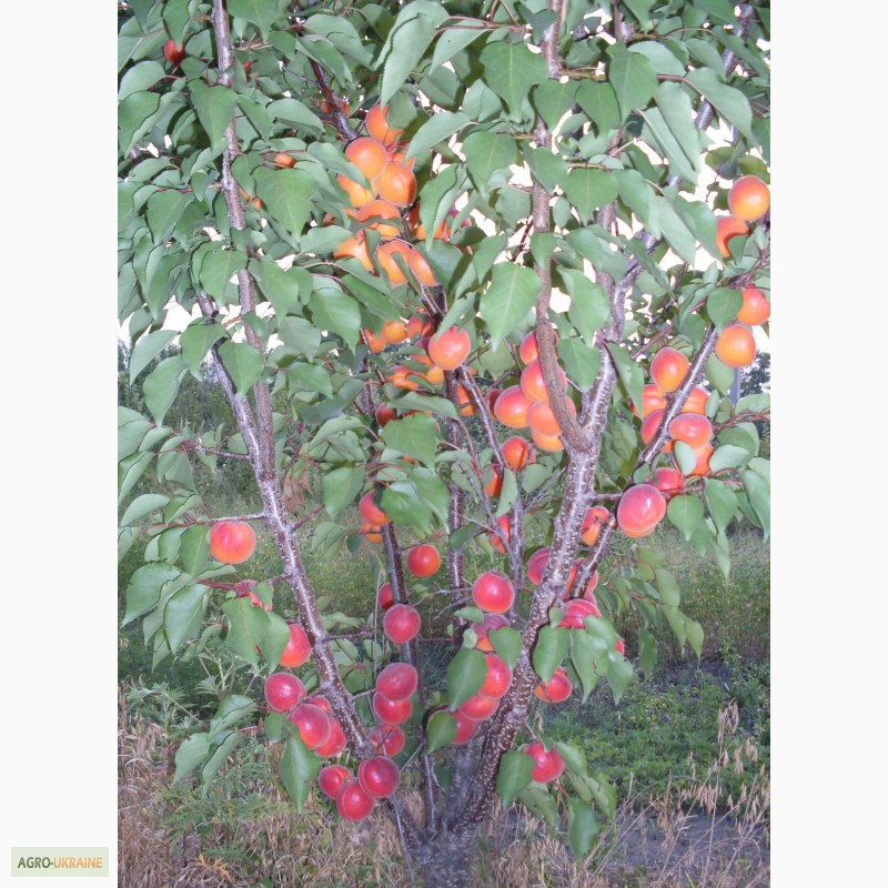 Фото саженцев плодовых деревьев с названиями
