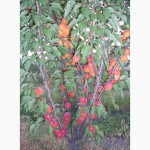 Саженцы плодовых деревьев ( Купить саженцы плодовых )